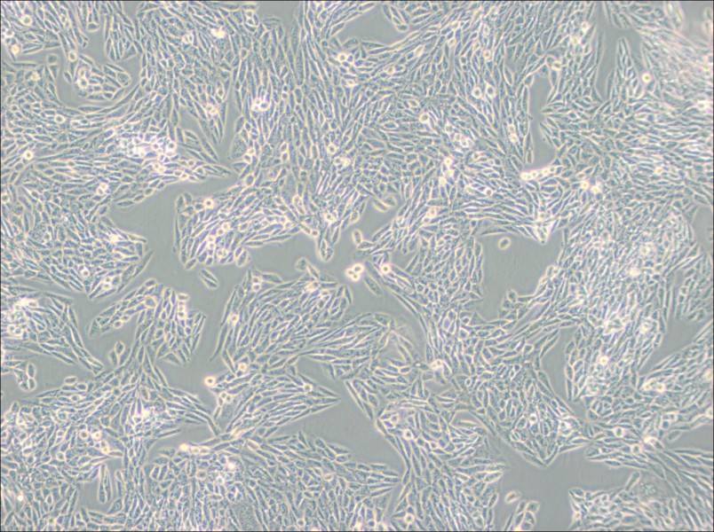 Lec1 [Pro-5WgaRI3C] Cell Complete Medium-searchlist-1