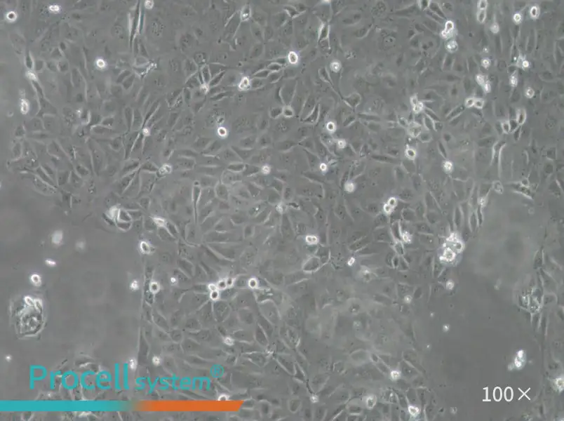 Panc 03.27 Cell Complete Medium - 3