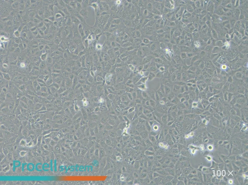 HK-2 Cell Complete Medium - 2