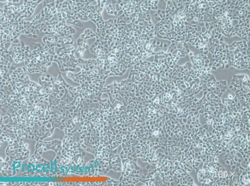 RPMI-2650 Cell Complete Medium - 1