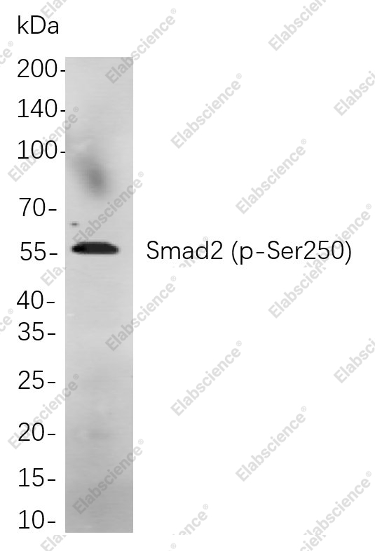 Recombinant Phospho-Smad2 (Ser250) Monoclonal Antibody - 1