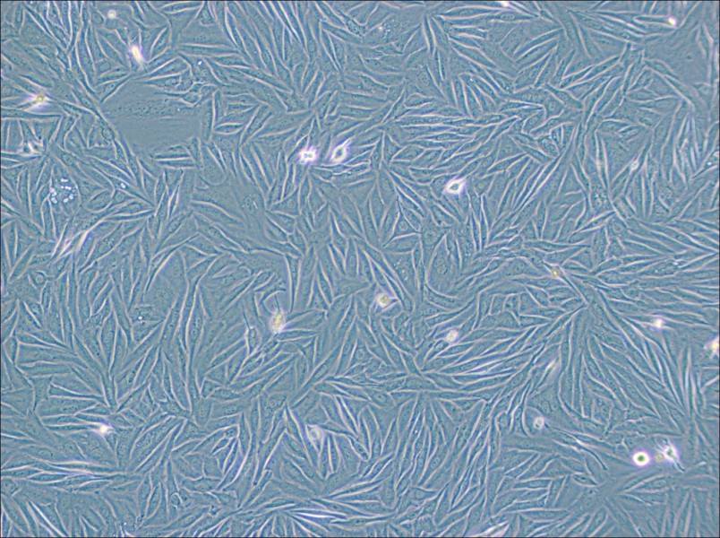 NCI-H1563 Cell Complete Medium-searchlist-1