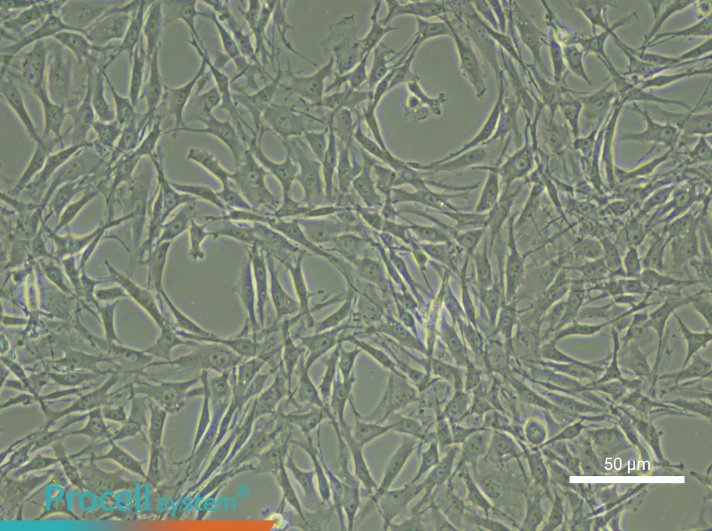 Rat Synovial Cell Complete Medium - small - 4