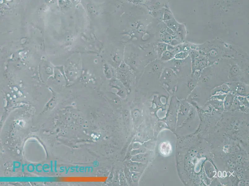SU.86.86 Cell Complete Medium - 4