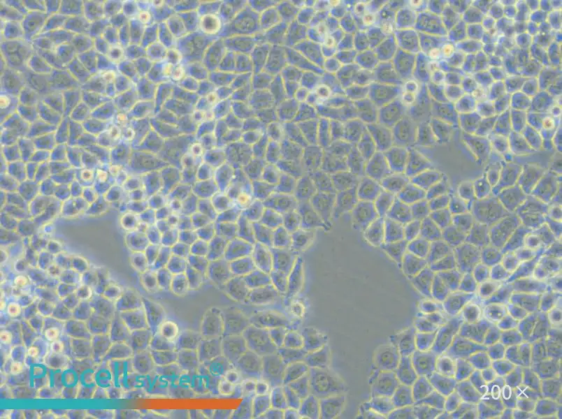 PC-9-DDP Cell Complete Medium - 5