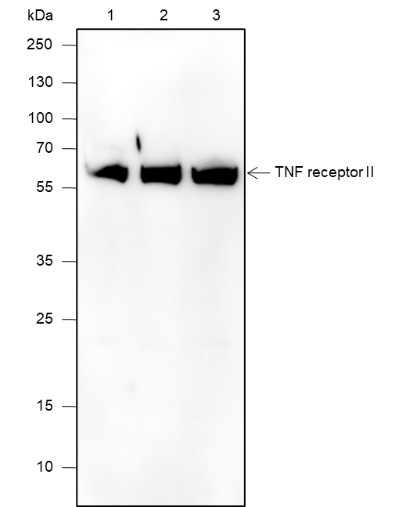 Recombinant TNF receptor II Monoclonal Antibody-searchlist-1