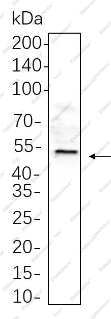 Recombinant HNF-4α Monoclonal Antibody - 1