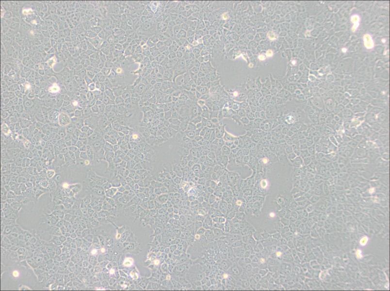 AML12 Cell Complete Medium - small - 4