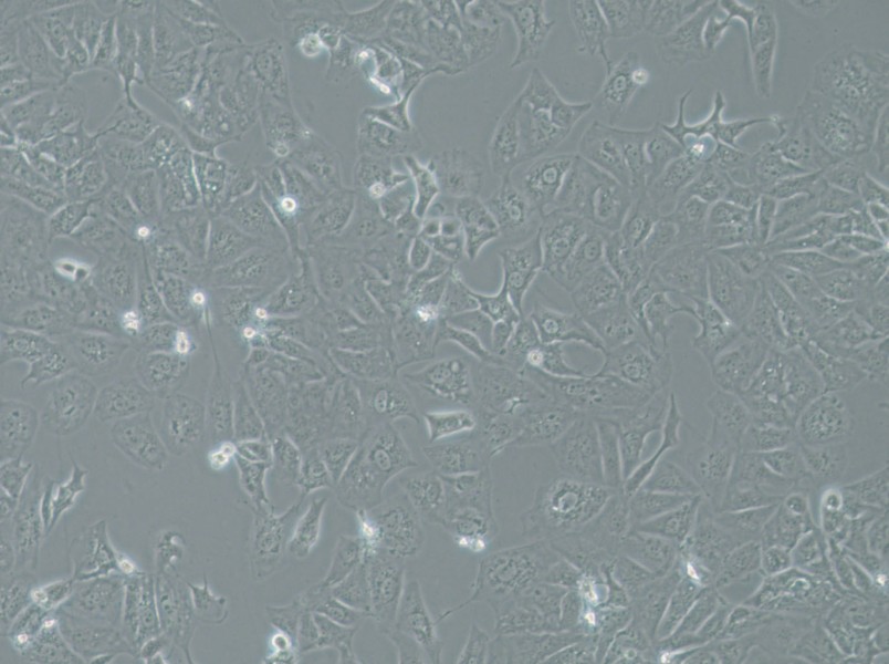 OAW42 Cell Complete Medium-searchlist-1