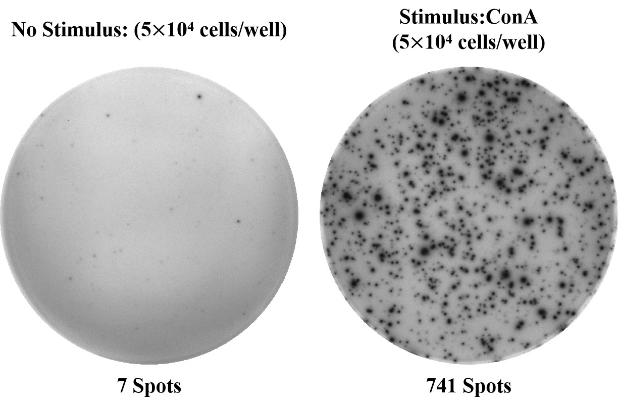 Mouse IFN-γ (Interferon Gamma) solid ELISPOT Kit-1