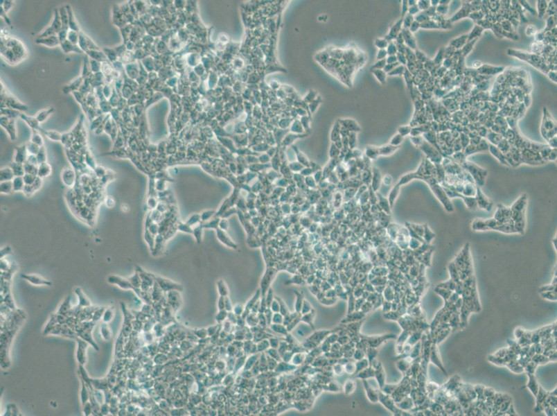 SW620 (DMEM) Cell Complete Medium - small - 5