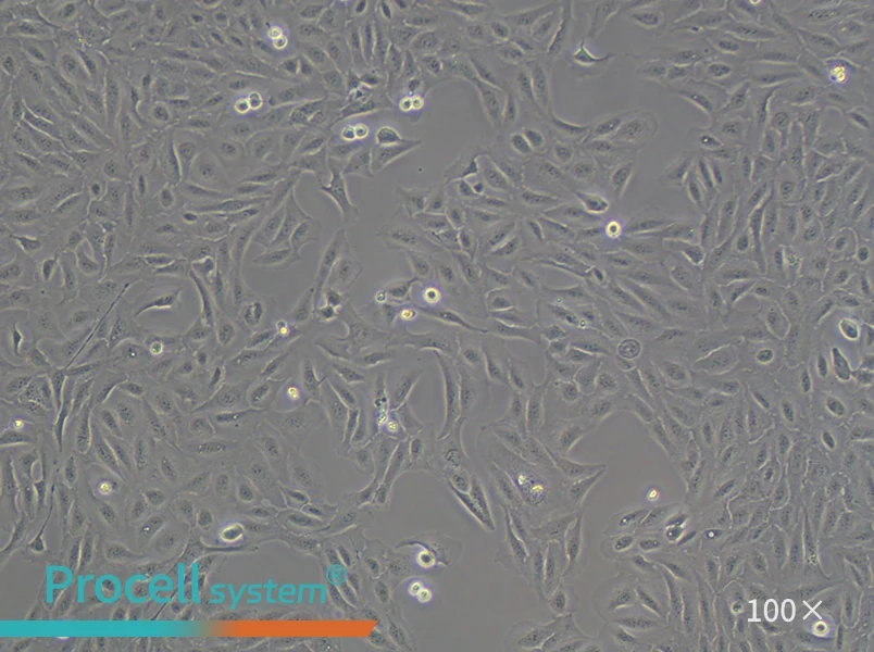U-2 OS [U2OS] Cell Complete Medium - 2