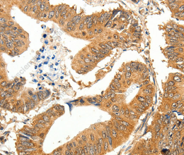 SLC32A1 Polyclonal Antibody - 2