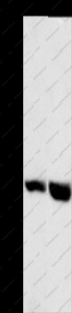 GPR182 Polyclonal Antibody - 1