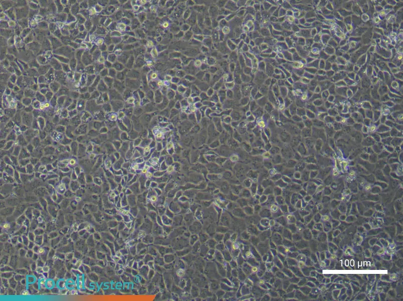 Mouse Endometrial Epithelial Cell Complete Medium - 3