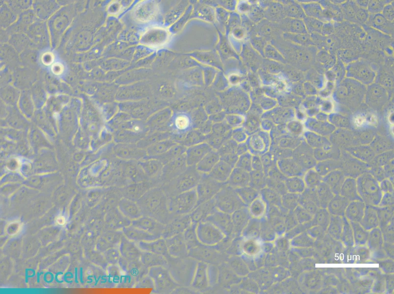 TE-5 Cell Complete MediumTE-5 Cell Complete Medium - 4