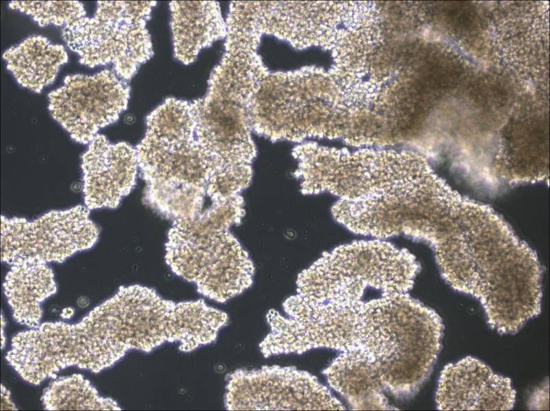 C8166 Cell Complete Medium-searchlist-1