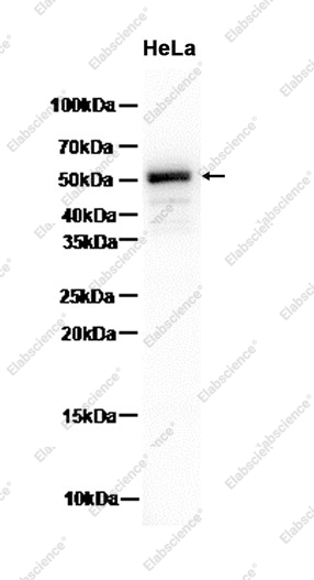 Recombinant pro Caspase-1 Monoclonal Antibody - 1