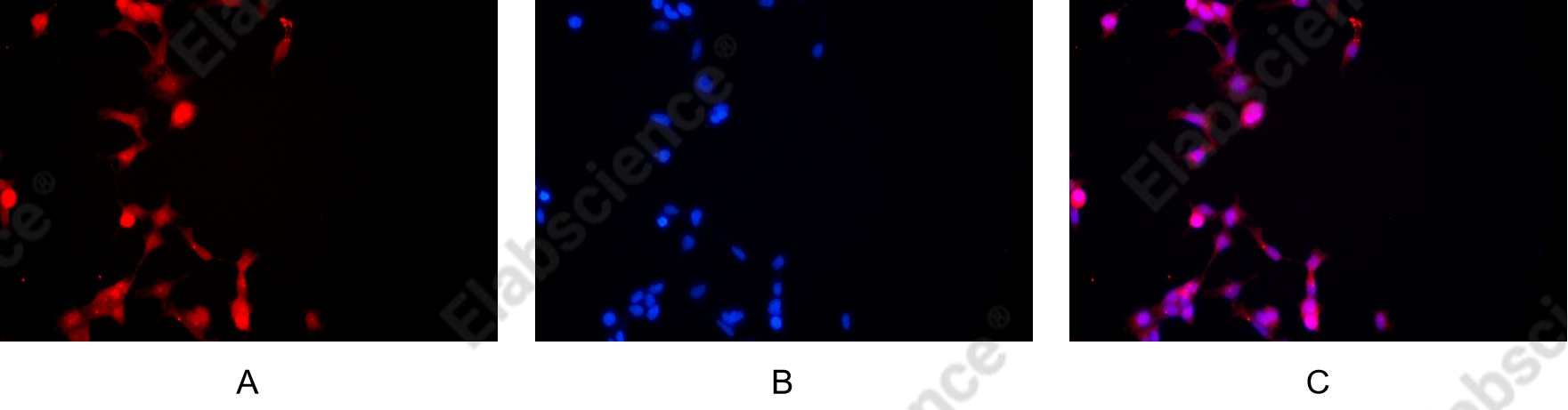 Recombinant CD14 Monoclonal Antibody - 5