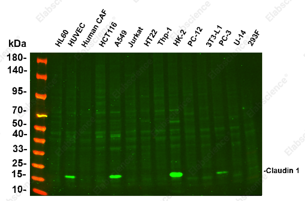 Recombinant Claudin-1 Monoclonal Antibody - 1