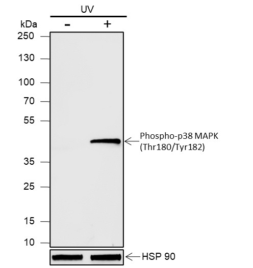 Recombinant Phospho-p38 MAPK (Thr180, Tyr182) Monoclonal Antibody - 2