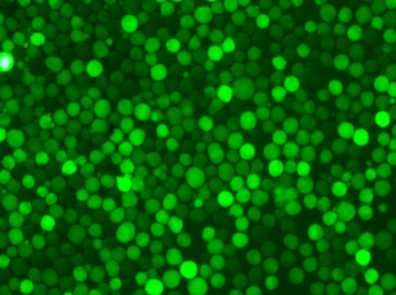 K-562-GFP Cell Complete Medium - 4