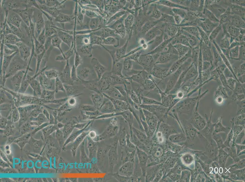 MO3.13 Cell Complete Medium - 5