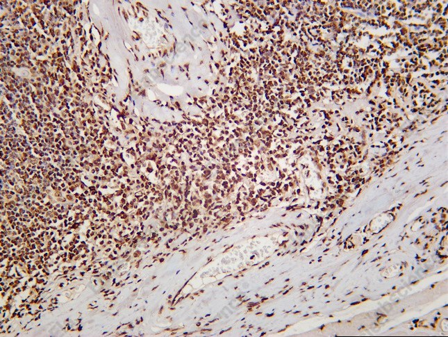 Recombinant Histone H3.3 Monoclonal Antibody - 1