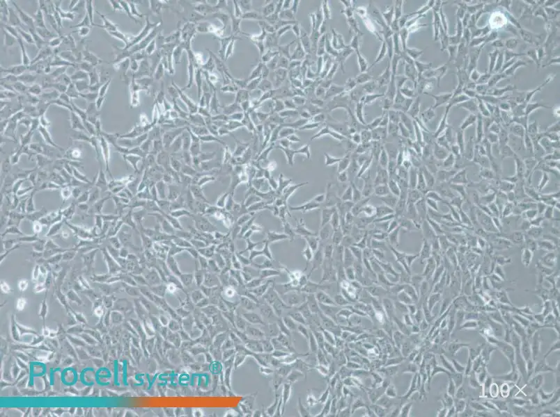 MPC-5 Cell Complete Medium - 3