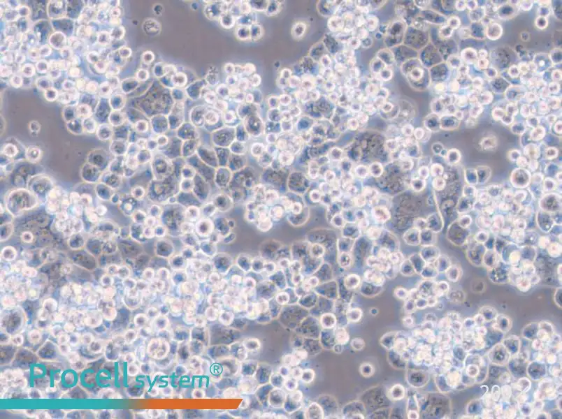 MDA-kb2 (L15) Cell Complete Medium - 5