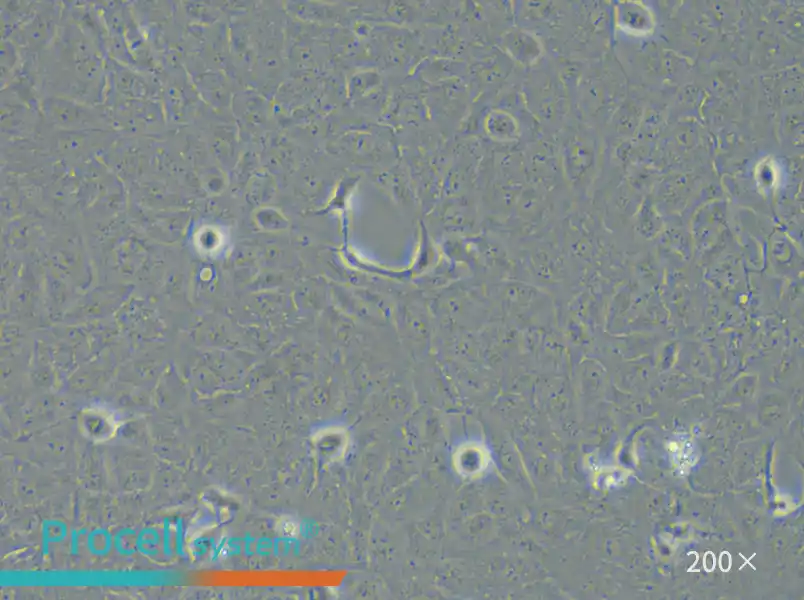 HK-2 Cell Complete Medium - small - 5