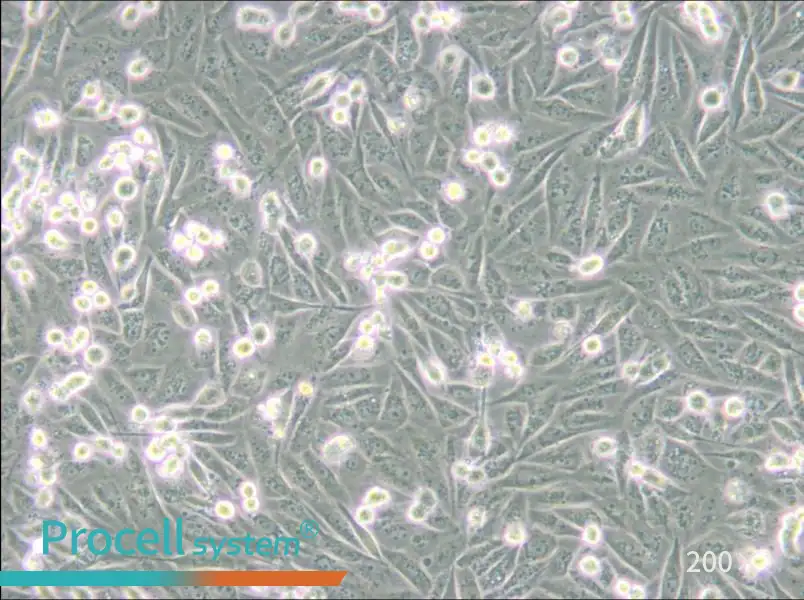 MDA-MB-231-GFP Cell Complete Medium - 8
