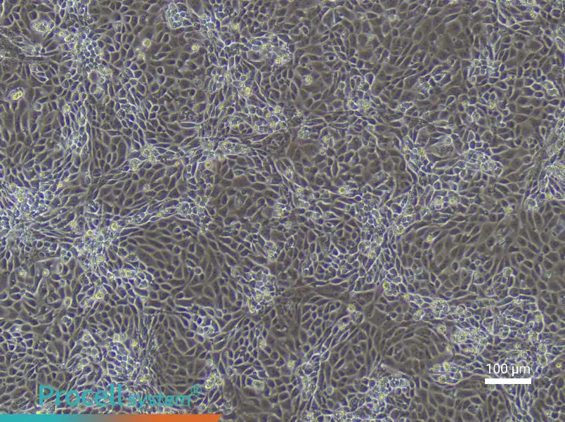 Mouse Placental Chorionic Trophoblast Cell Complete Medium - 3