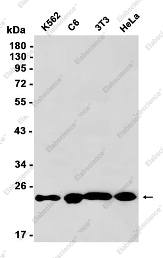 Recombinant GST3 Monoclonal Antibody - 1