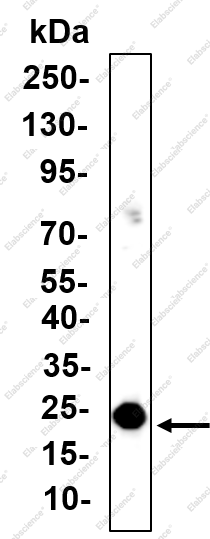 Recombinant PLP Monoclonal Antibody - 1