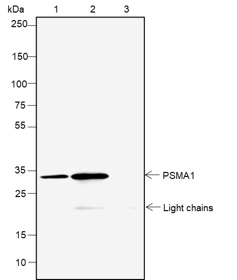 Recombinant PSMA1 Monoclonal Antibody - 2