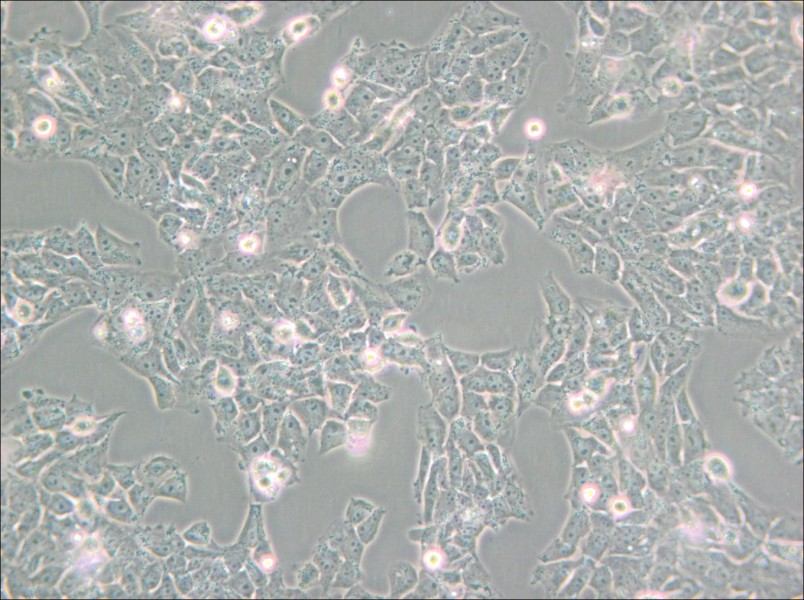 SK-N-AS Cell Complete Medium - small - 4