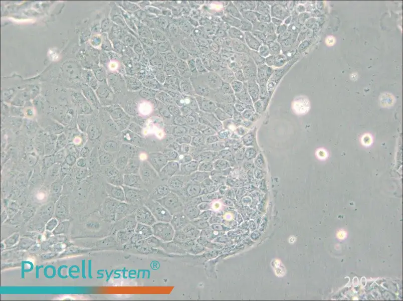 Capan-2 Cell Complete Medium - small - 6