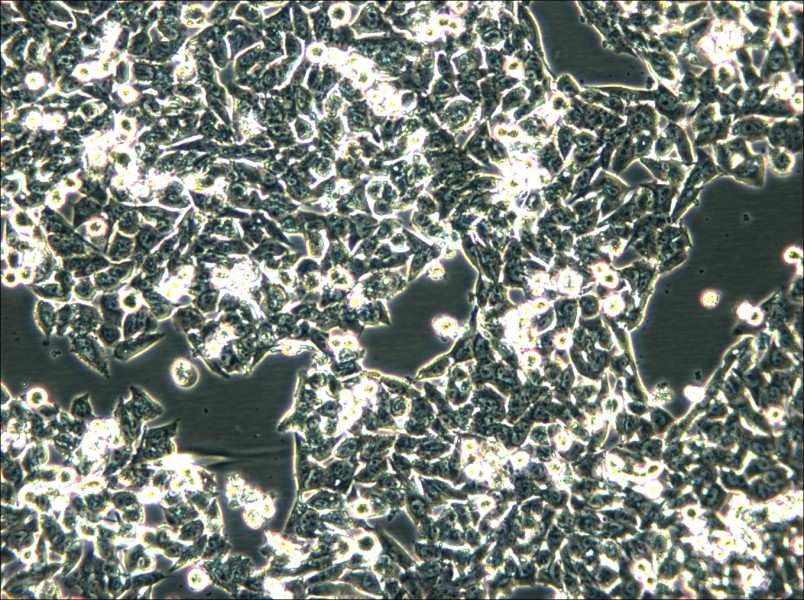 SK-CO-1 Cell Complete Medium - 6