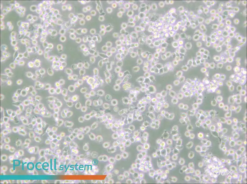 ARH-77 Cell Complete Medium - 5