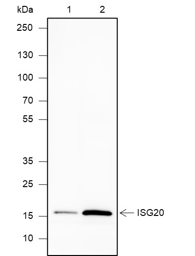 Recombinant ISG20 Monoclonal Antibody-searchlist-1