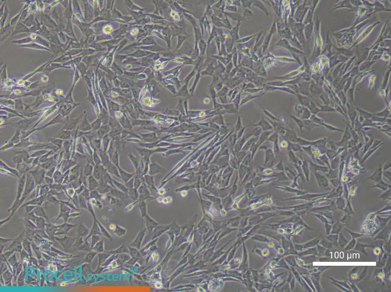 Rat Myogenic Stem Cell Complete Medium - 2