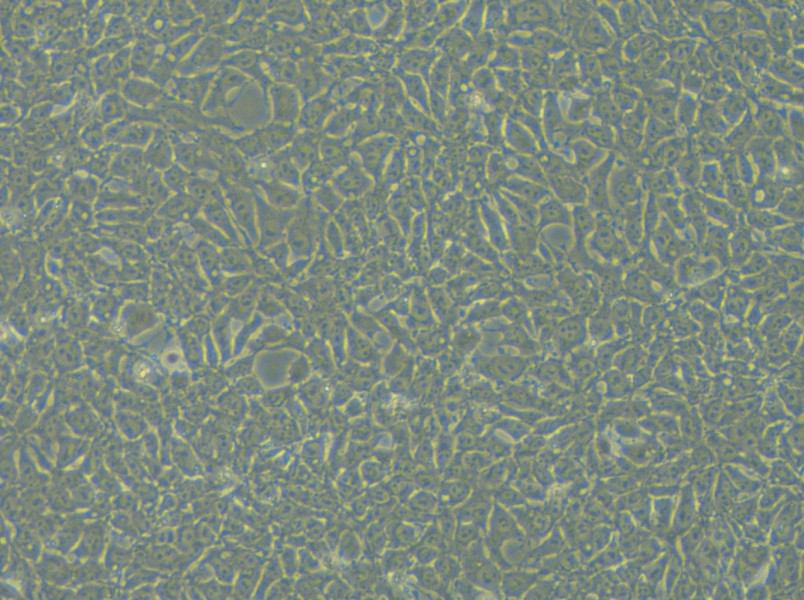 DYR0100 Cell Complete Medium - 5