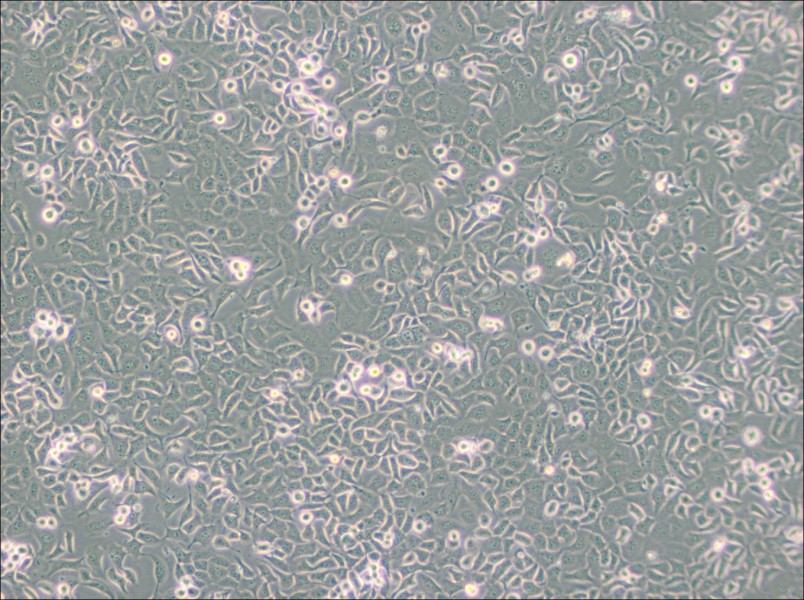 SHZ-88 Cell Complete Medium-searchlist-1