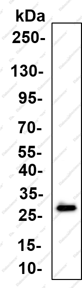 Recombinant SNAP23 Monoclonal Antibody - 1