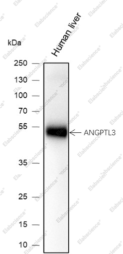 Recombinant ANGPTL3 Monoclonal Antibody - 1