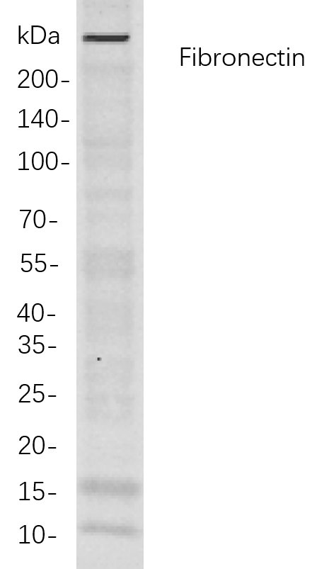 Recombinant Fibronectin Monoclonal Antibody-searchlist-1
