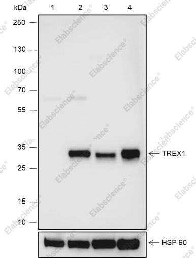 Recombinant TREX1 Monoclonal Antibody - 1
