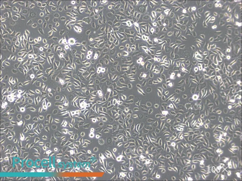 ME-180 Cell Complete MediumME-180 Cell Complete Medium - 2