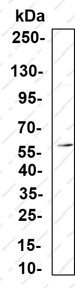 Recombinant ME3 Monoclonal Antibody - 2